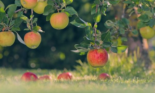 Fachowe dane o przechowywaniu jabłek dla was wszystkich